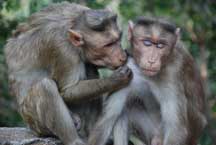 Monkey in Love