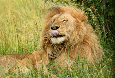 Lions -- father and son