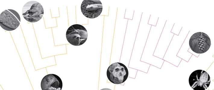 Tree of Life Project