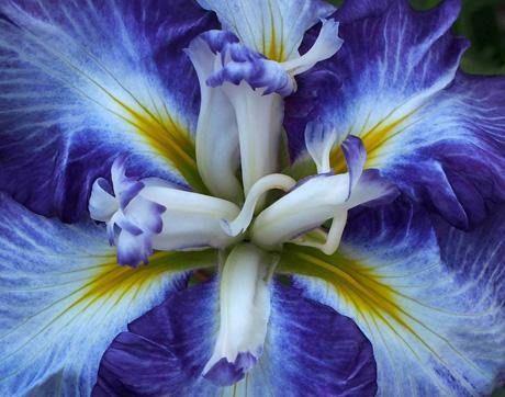 Photograph of a flower