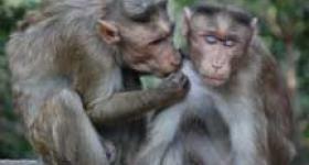 Monkey in Love